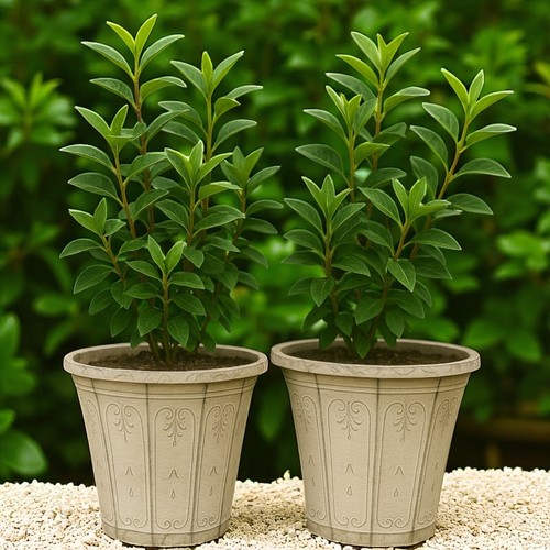 Antique style decorative - antique-style,