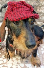 DOG CAP RED/BLACK TWEED DOG