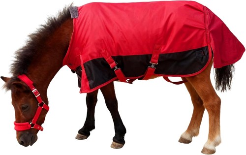 Mini horse pony foal - mini, horse/pony/foal/miniature