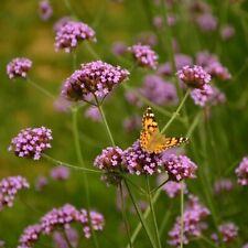 Verbena Bonariensis set of