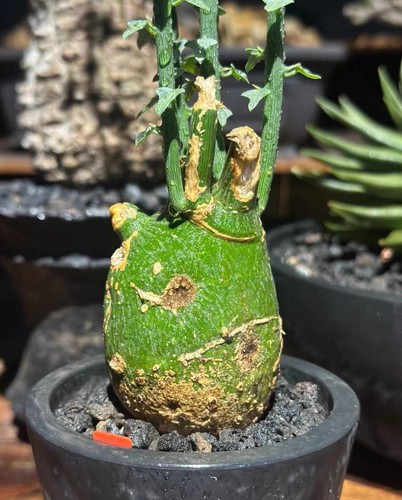 Rare live house plant - plant, adenia