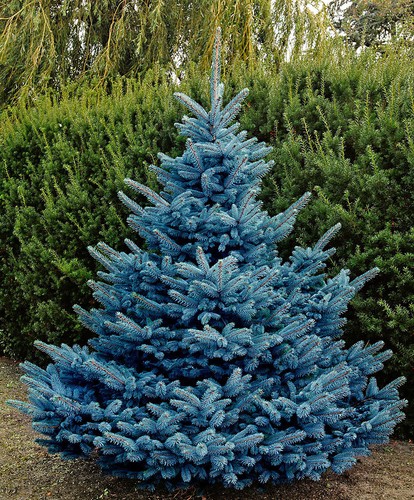 Picea pungens blue diamond 9cm - picea,