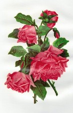 ROSE DECAL Deep pink cabbage