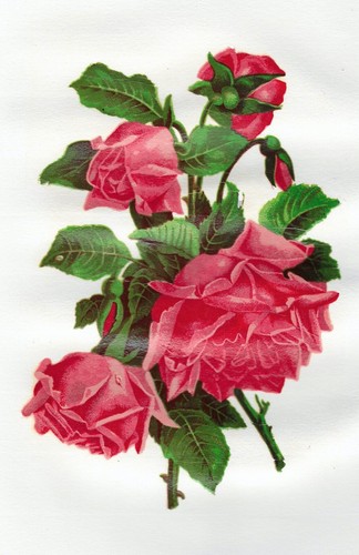 Rose decal deep pink cabbage - deep,
