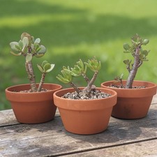 Crassula Ovata Arborescens