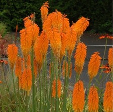 KNIPHOFIA 'Mango Popsicle'