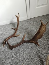 Fallow Deer Antlers Natural