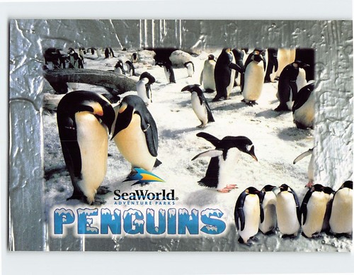 Postcard penguins seaworld - penguins,