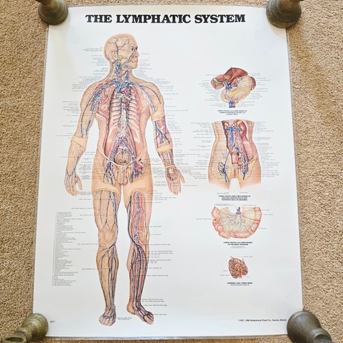 Vintage anatomical chart - chart, co