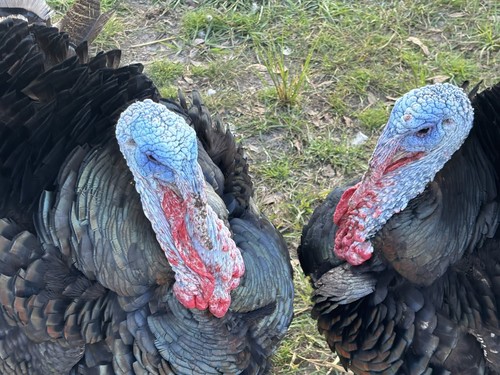 Broad breast turkey - broad,