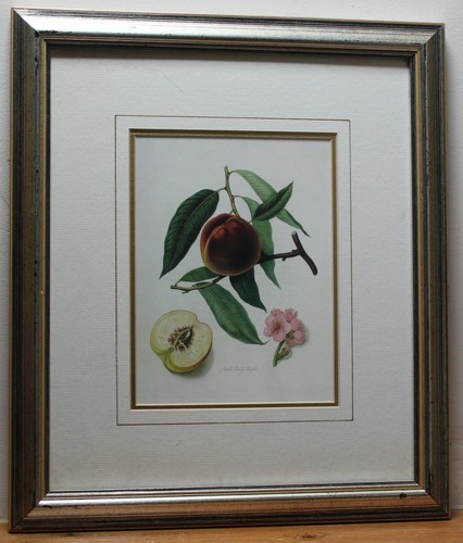 Neil early purple peach - neil's,