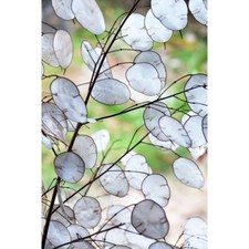 White Honesty Lunaria annua