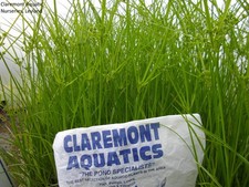 Cyperus alternifolius
