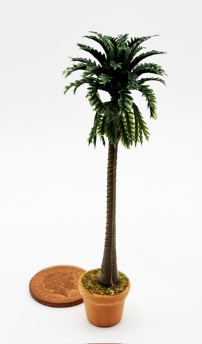Dolls house palm - palm, in