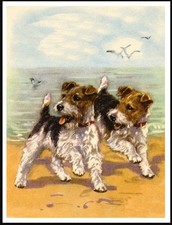 WIRE FOX TERRIER TWO DOGS AT