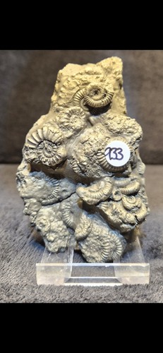 Jurassic pyrite ammonite - pyrite,