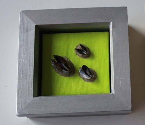 Small framed mussel - framed,, shell