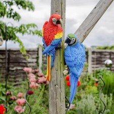 Pair of Parrot Garden Bird