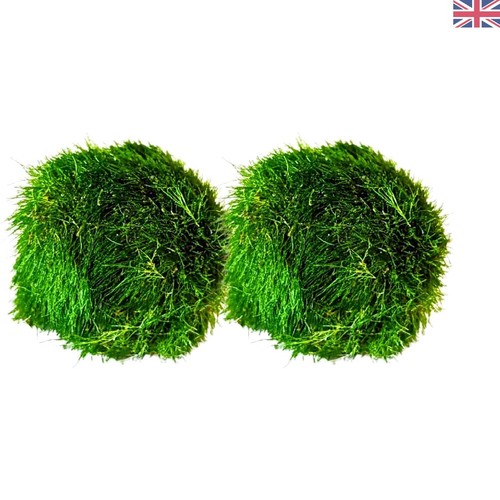 Aquarium enhancing marimo moss - aquarium-enhancing,