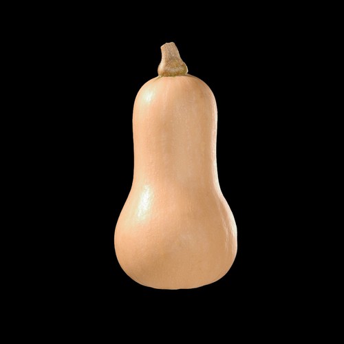 Butternut squash hunter - squash,