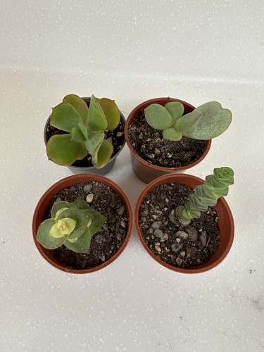 Crassula succulents starter - crassula,