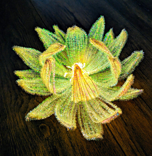 Homemade led lotus flower - homemade,