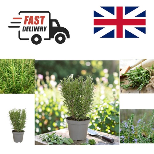 Pollinator friendly rosemary - pollinator-friendly,