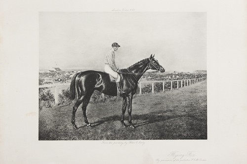 Racehorse flying fox horse - racehorse, fox"