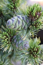 Japanese White Pine x 25 tree