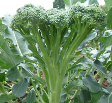 Tender Stem Broccoli Plug Plants "Grow Your Own" Vegetables Ready to Plant