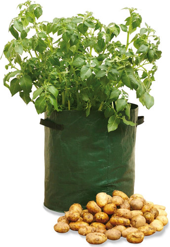 Potato patio garden - potato,