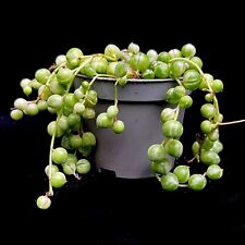 Senecio Rowleyanus Variegata Sightly Variegated String of Pearls in 6cm pot