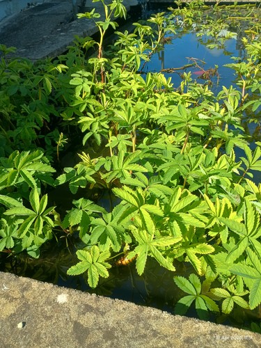 Sale water pond plant - 6x,