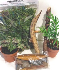 LIVING Bioactive Tropical terrarium Vivarium Kit (SMALL) Plants, Moss & More