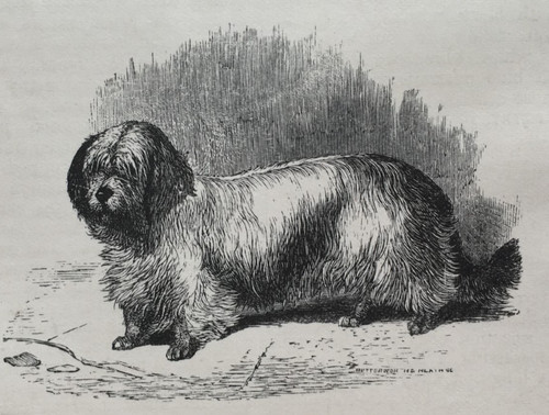 The skye terrier - the,
