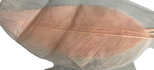 Pale pink skeleton leaves - ,