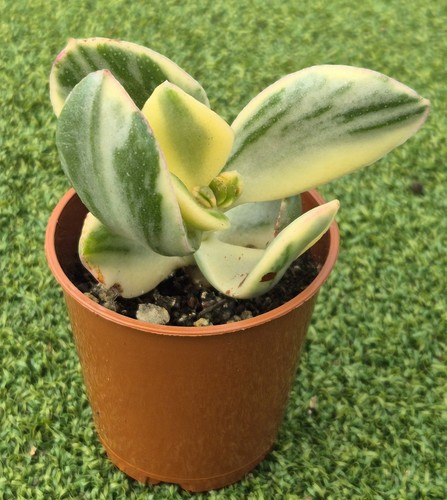 Crassula ovata tricolor - crassula, 'tricolor'