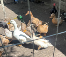 7 fresh Misc. Mallard or