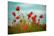 Blooming Poppy Field Canvas