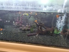 Juwel Rio 450 Whole Setup with