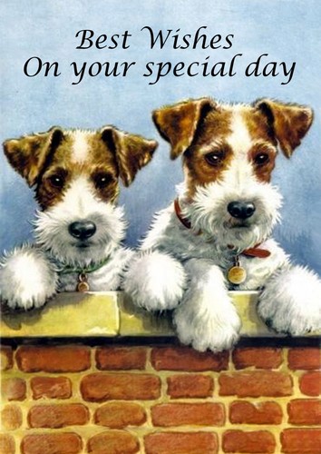 Wire fox terrier dog - dog, birthday