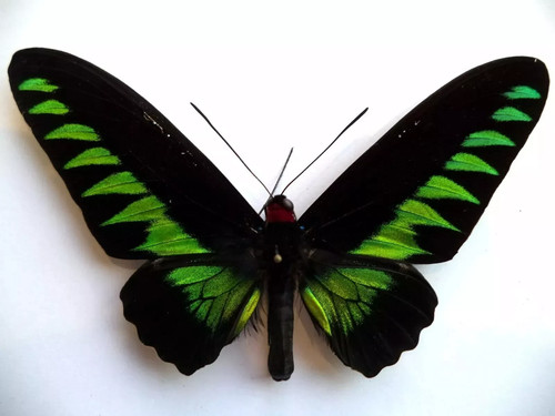 Butterfly entomology - butterfly,