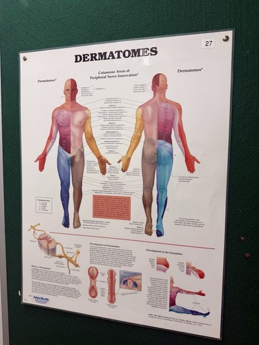 Dermatomes anatomical chart - anatomical,