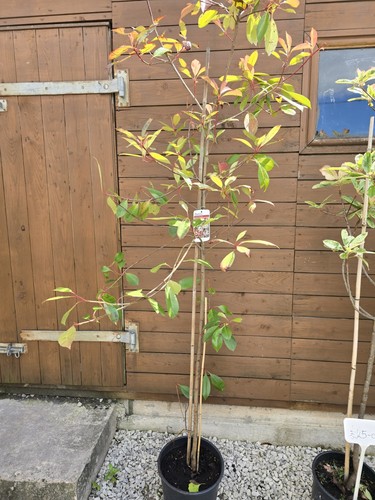 Photinia red robin 175cm - photinia, 5l