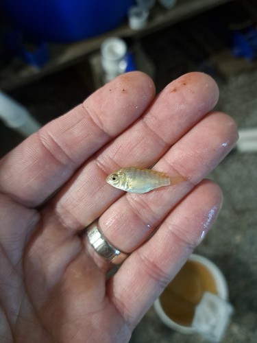 Live blue tilapia fingerlings - blue,