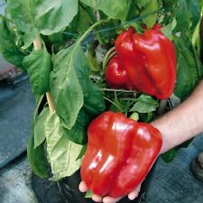 100% Genuine Giant Bell Pepper Seeds - FAST 1st Class Shipping! 
