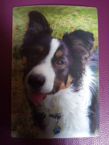 Border collie 3d - border,