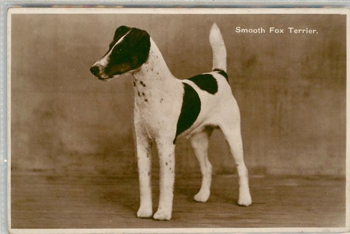 Dog smooth fox terrier - -,