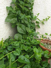 30 Malabar Spinach Seeds, Pui