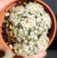 Mammillaria Schiedeana -